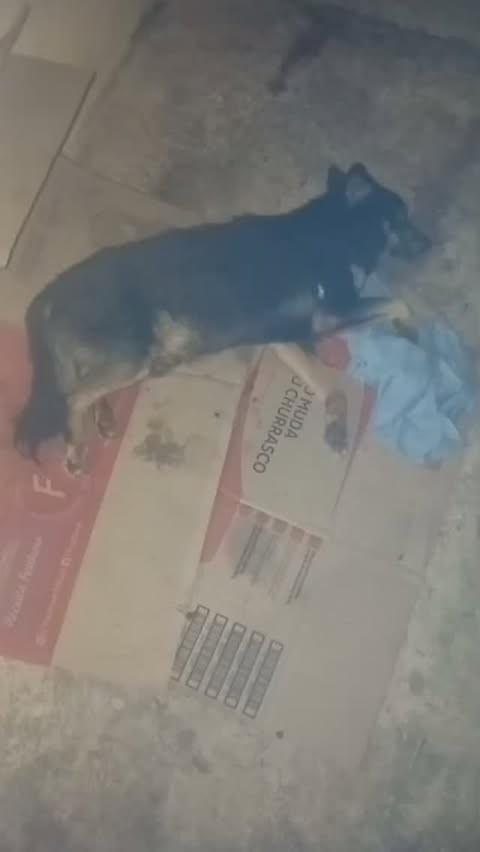 José, cachorro de porte pequeno para adoção em Mairinque - SP
