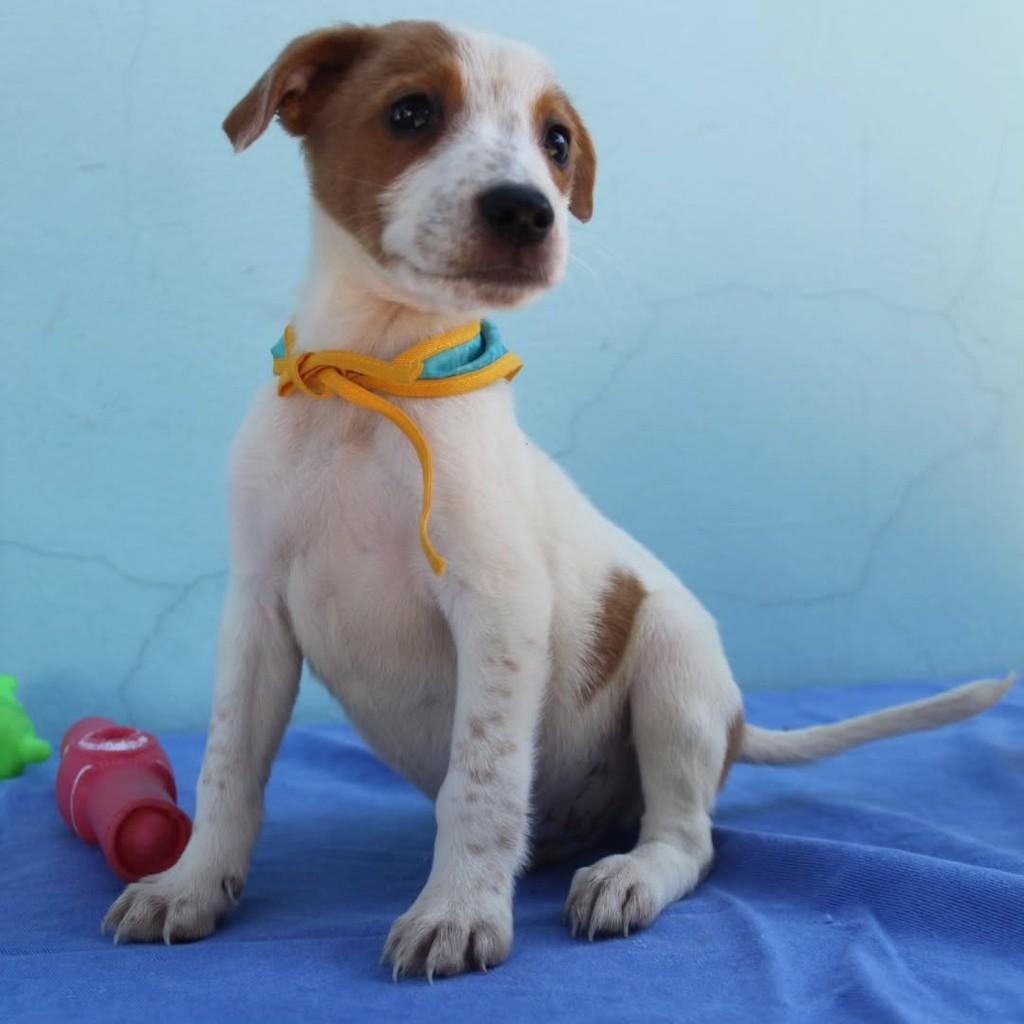 Ravi, cachorro de porte pequeno para adoção em Ourinhos - SP