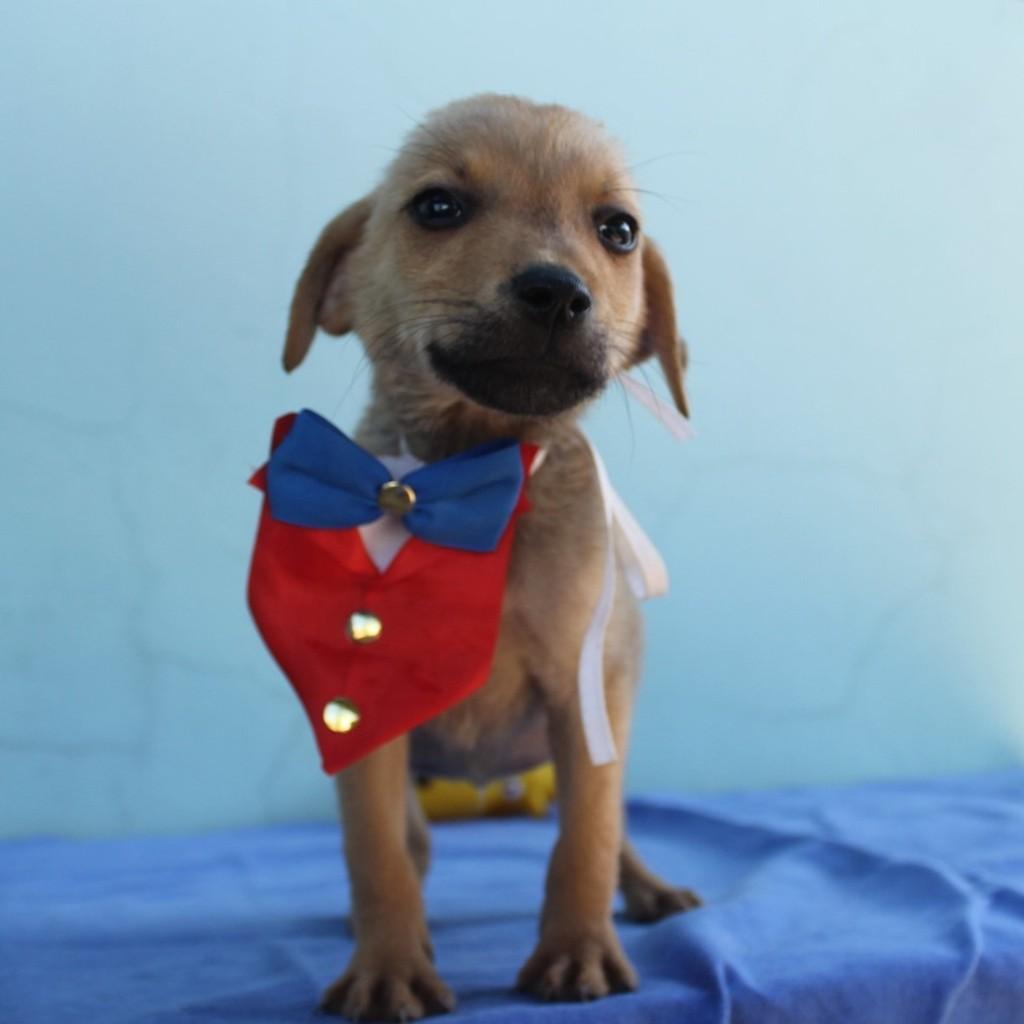 Leon, cachorro de porte pequeno para adoção em Ourinhos - SP