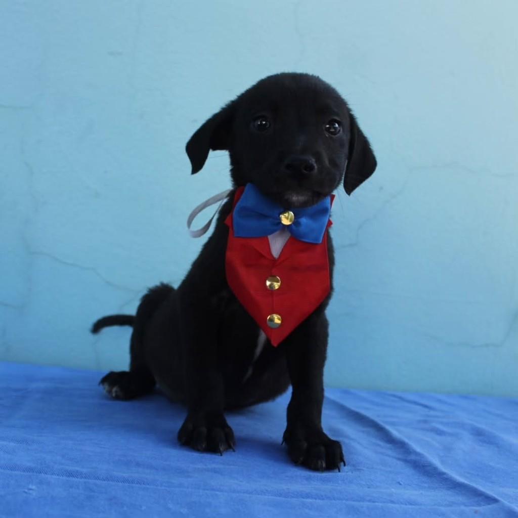 Bingo, cachorro de porte pequeno para adoção em Ourinhos - SP