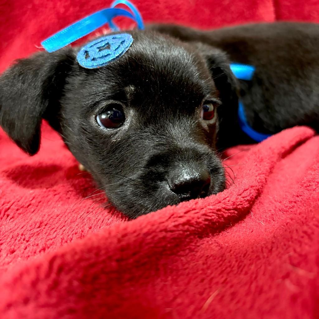 Slinky, cachorro de porte pequeno para adoção em Ourinhos - SP