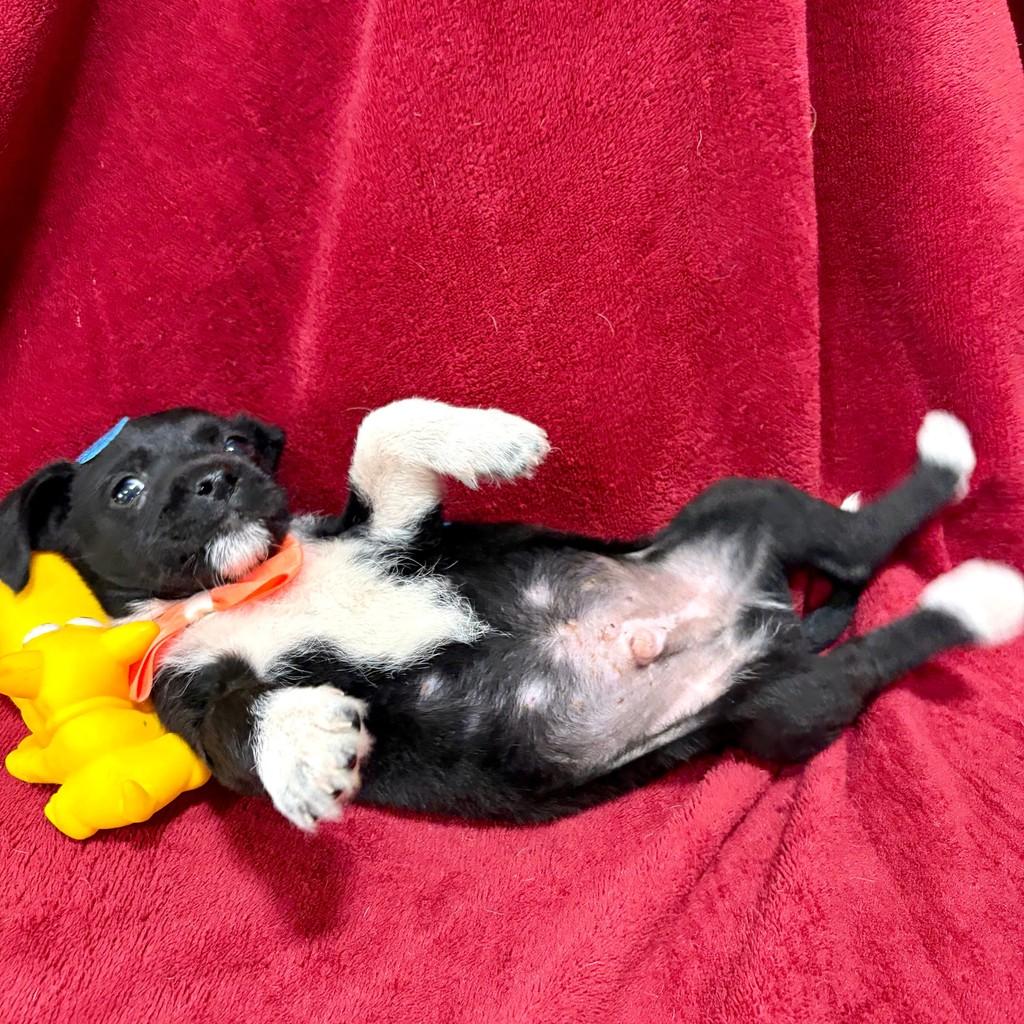 Slinky, cachorro de porte pequeno para adoção em Ourinhos - SP — foto 2 de 3