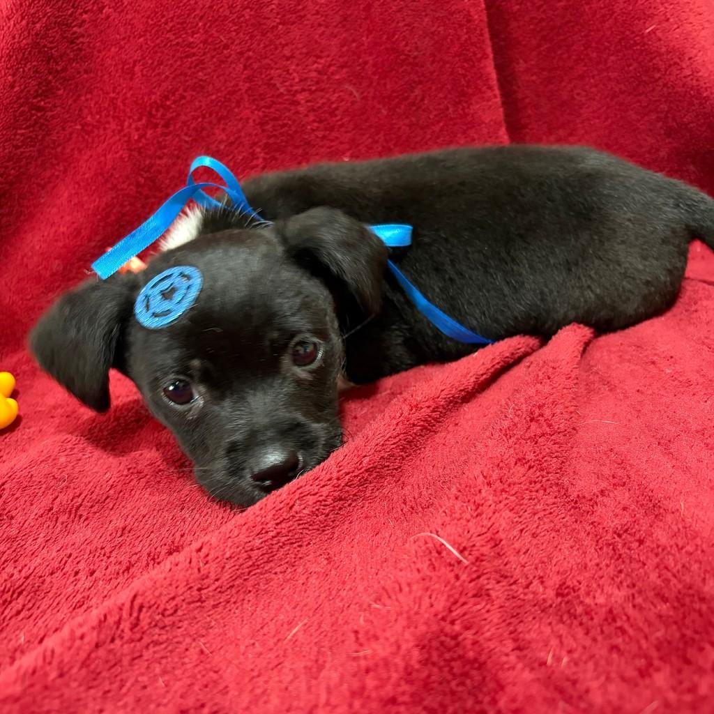 Slinky, cachorro de porte pequeno para adoção em Ourinhos - SP — foto 3 de 3