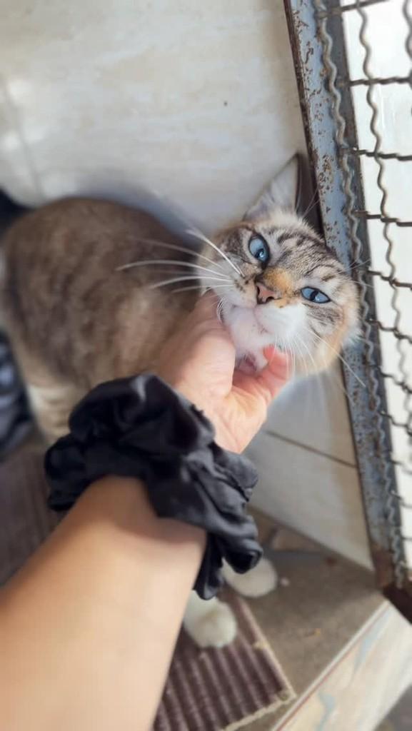 Princesa, gato de porte pequeno para adoção em São Lourenço - MG