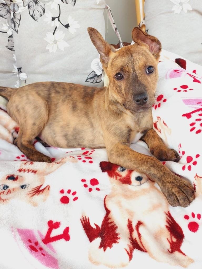 Princesinha, cachorro de porte pequeno para adoção em São Lourenço - MG
