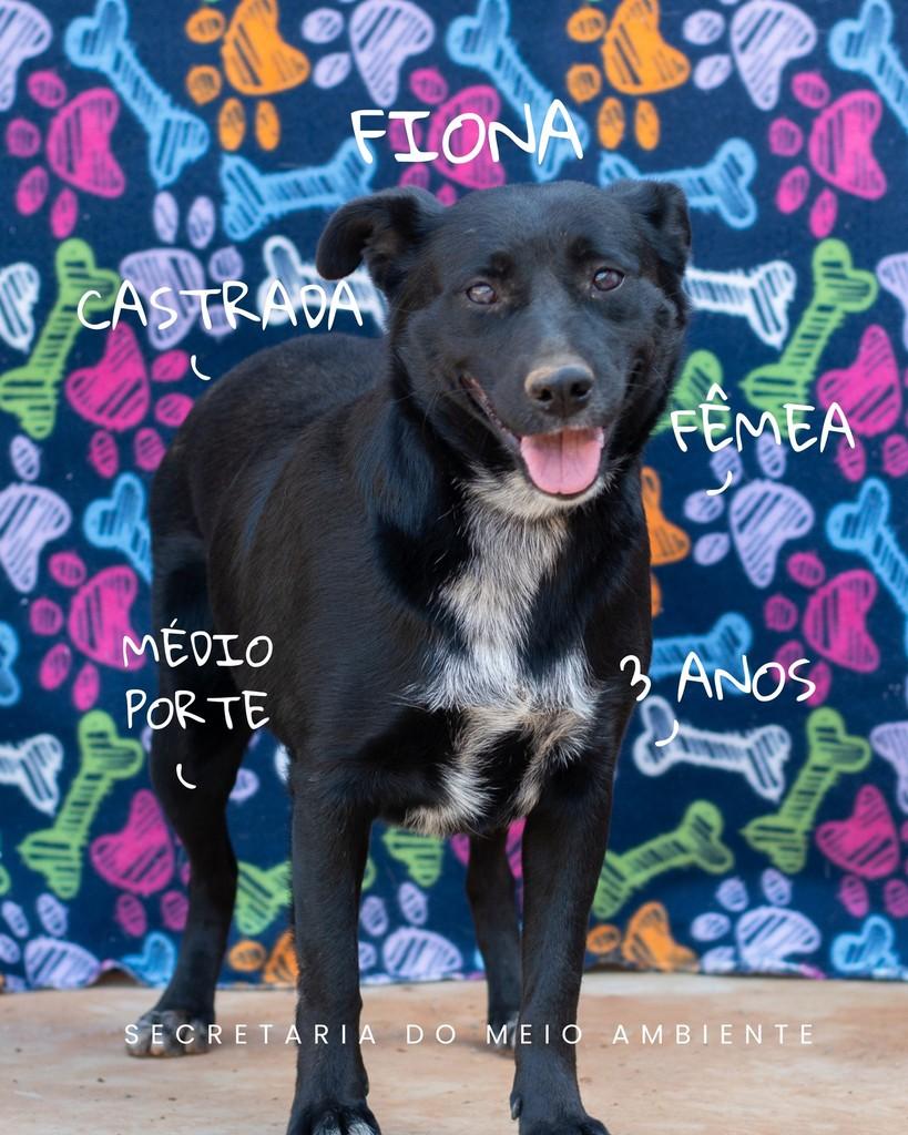Fiona, cachorro de porte médio para adoção em Cerquilho - SP