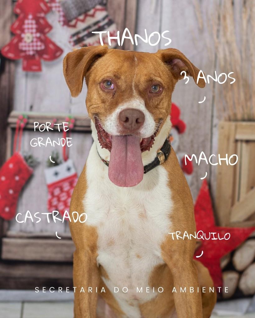 Thanos, cachorro de porte grande para adoção em Cerquilho - SP