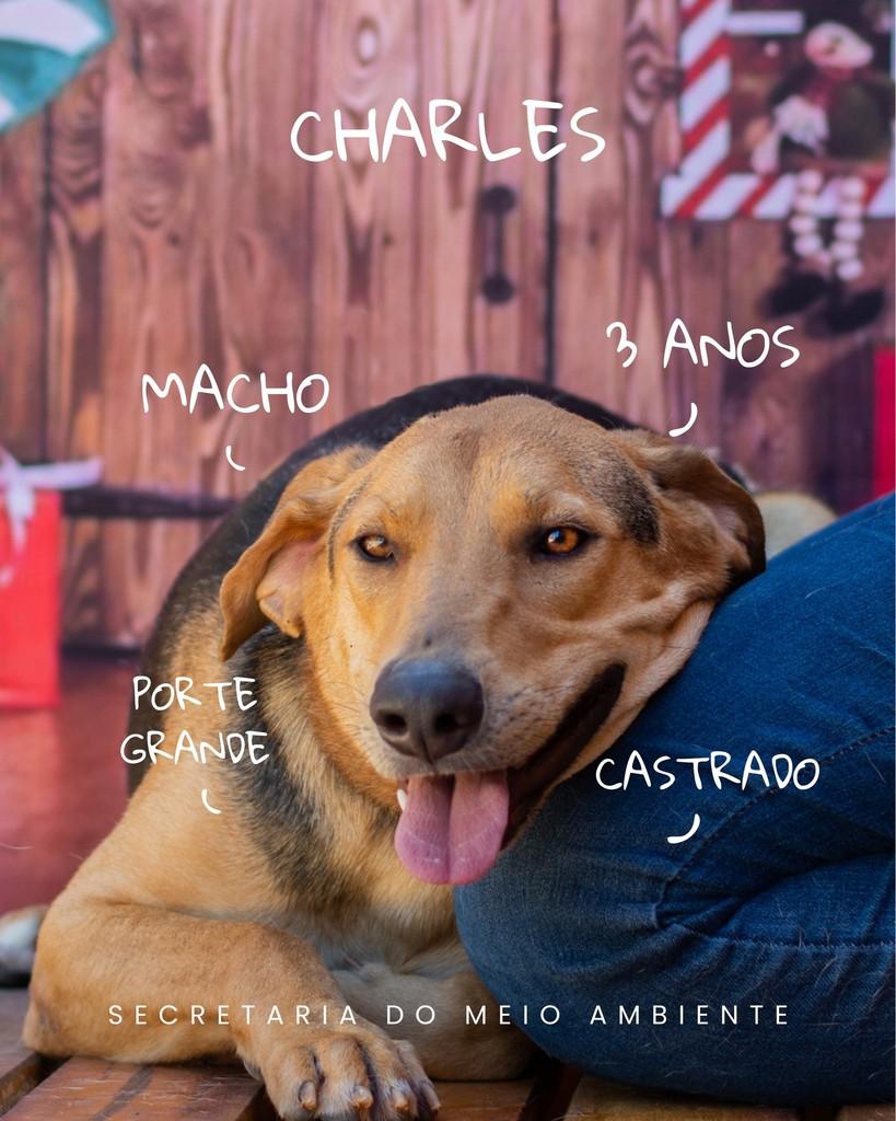 Charles, cachorro de porte grande para adoção em Cerquilho - SP