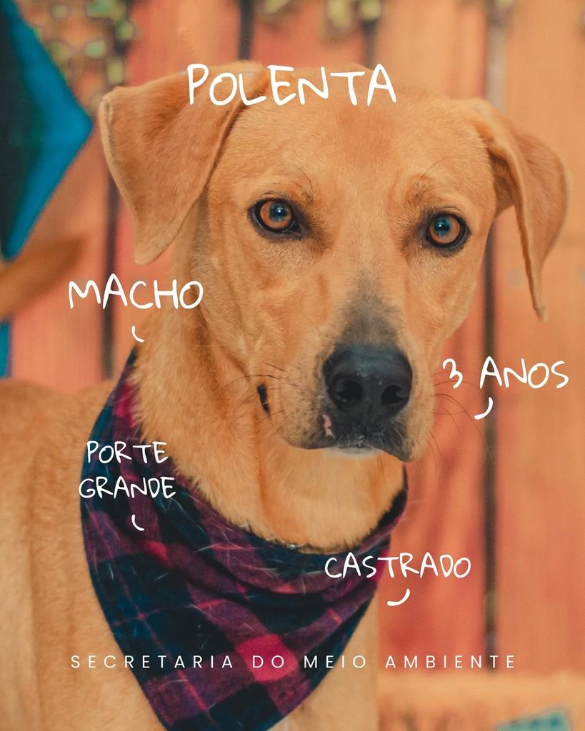 Polenta, cachorro de porte grande para adoção em Cerquilho - SP