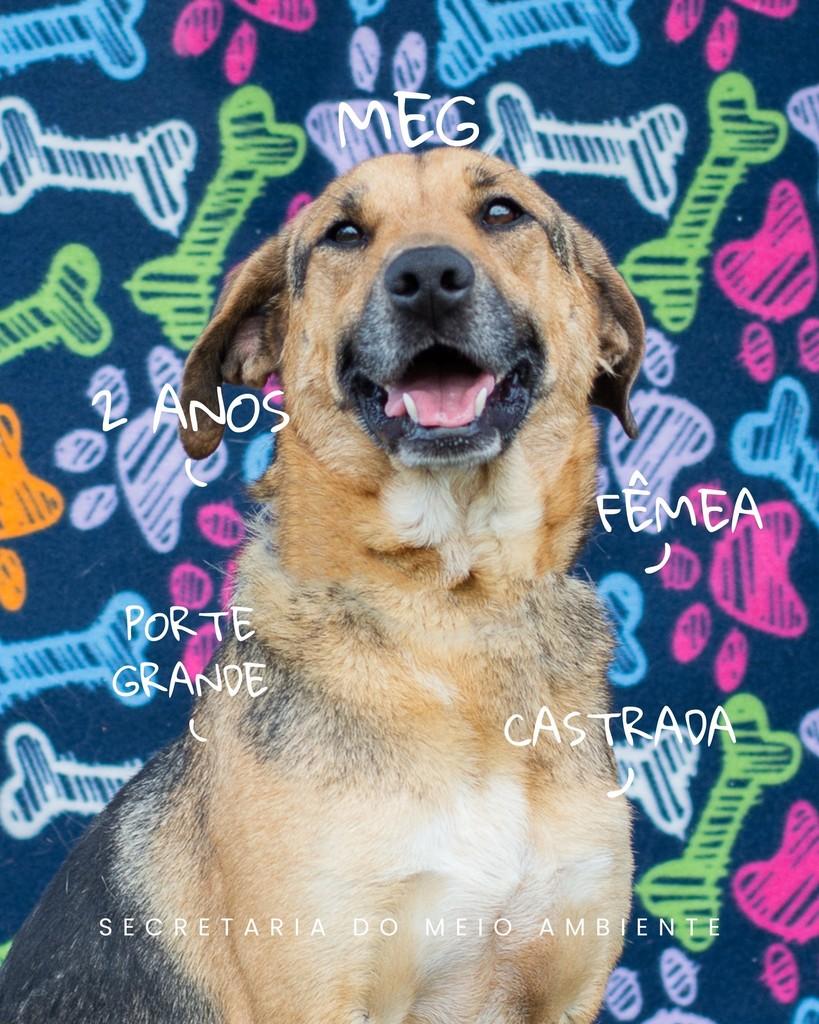 Meg, cadela de porte grande para adoção em Cerquilho - SP