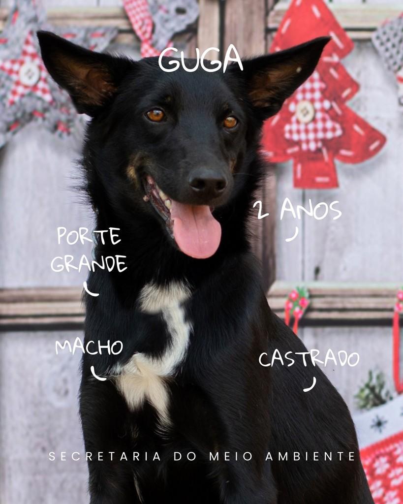 Guga, cachorro de porte médio para adoção em Cerquilho - SP