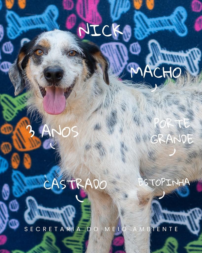 Nick, cachorro de porte pequeno para adoção em Cerquilho - SP