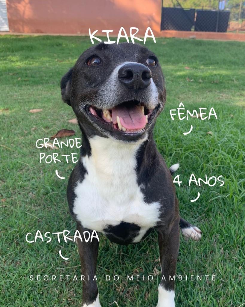 Kiara, cachorro de porte grande para adoção em Cerquilho - SP
