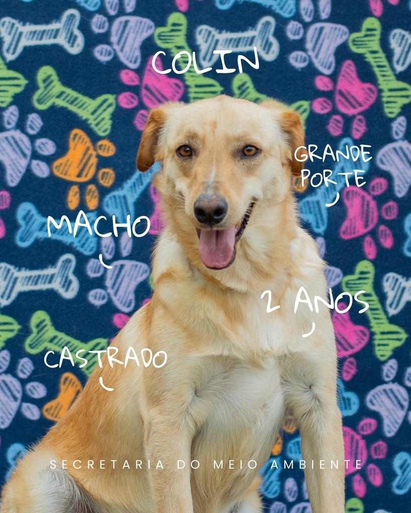 Colin, cachorro de porte grande para adoção em Cerquilho - SP