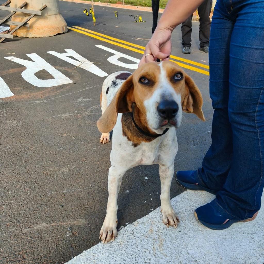 Cachorra fêmea, cadela de porte médio para adoção em Cerquilho - SP