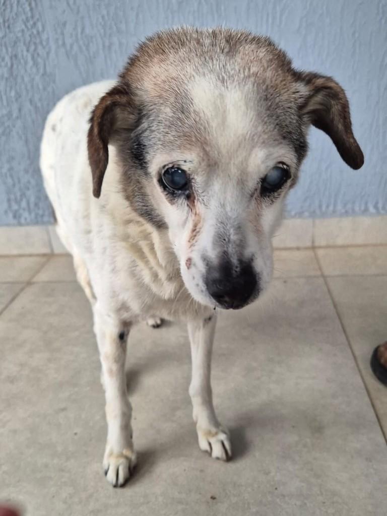 Cachorra idosa, cadela de porte médio para adoção em Cerquilho - SP