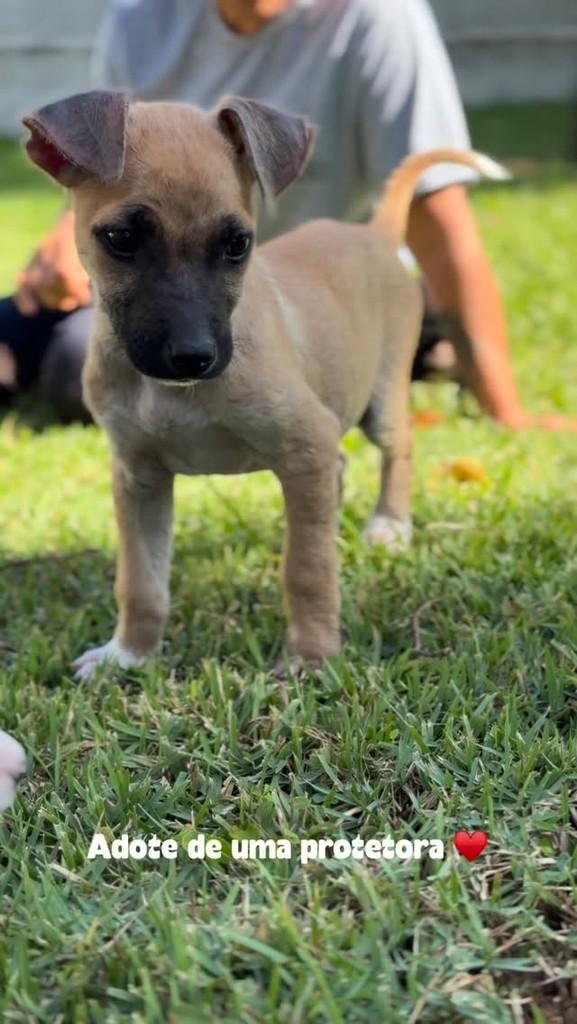 Cisco, cachorro de porte pequeno para adoção em Castro - PR