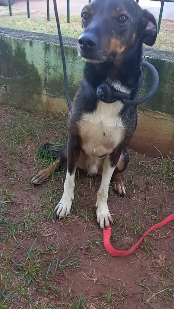 Valdir, cachorro de porte pequeno para adoção em Rio Claro - SP