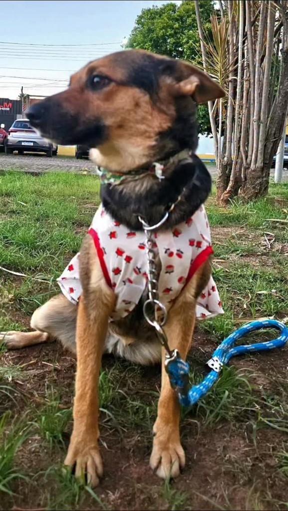 Sushi, cadela de porte médio para adoção em Rio Claro - SP