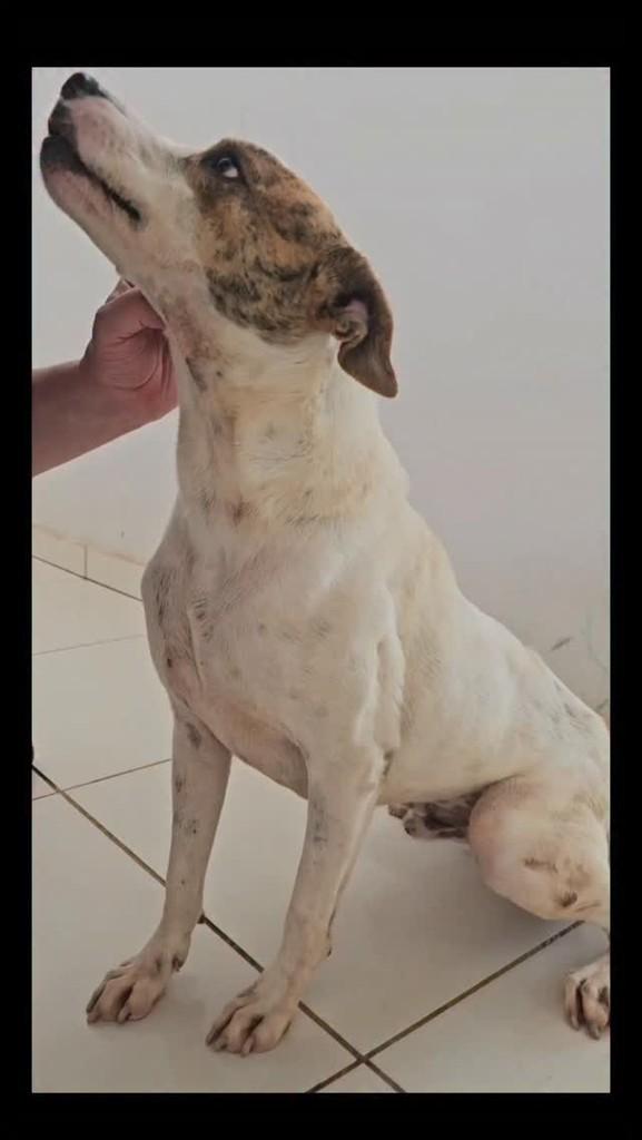 Dodge, cachorro de porte médio para adoção em Rio Claro - SP