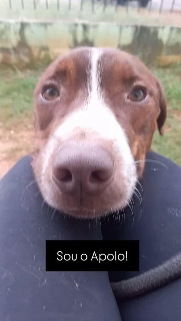 Apolo, cachorro de porte médio para adoção em Rio Claro - SP