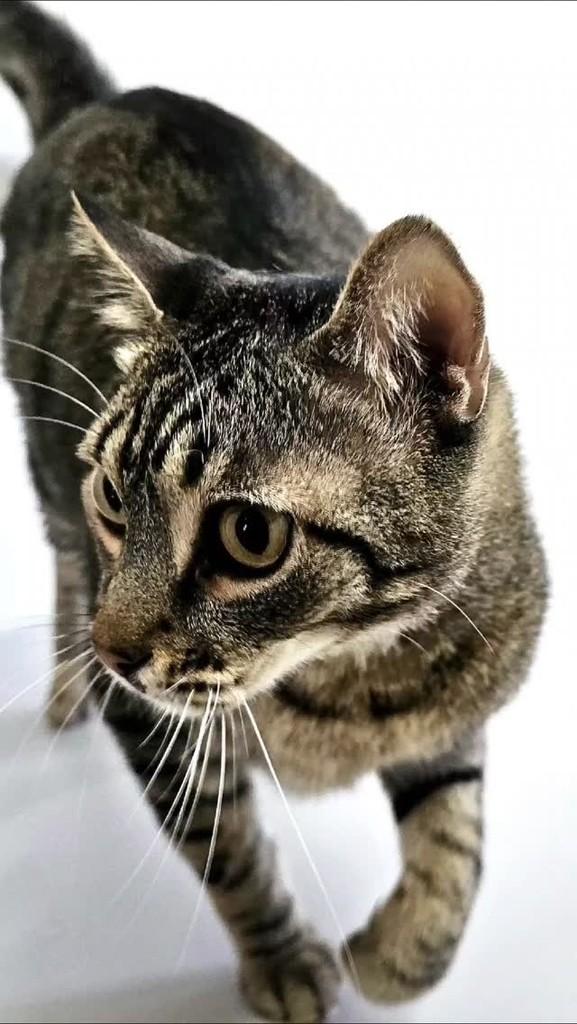 Max, gato de porte médio para adoção em Rio Claro - SP