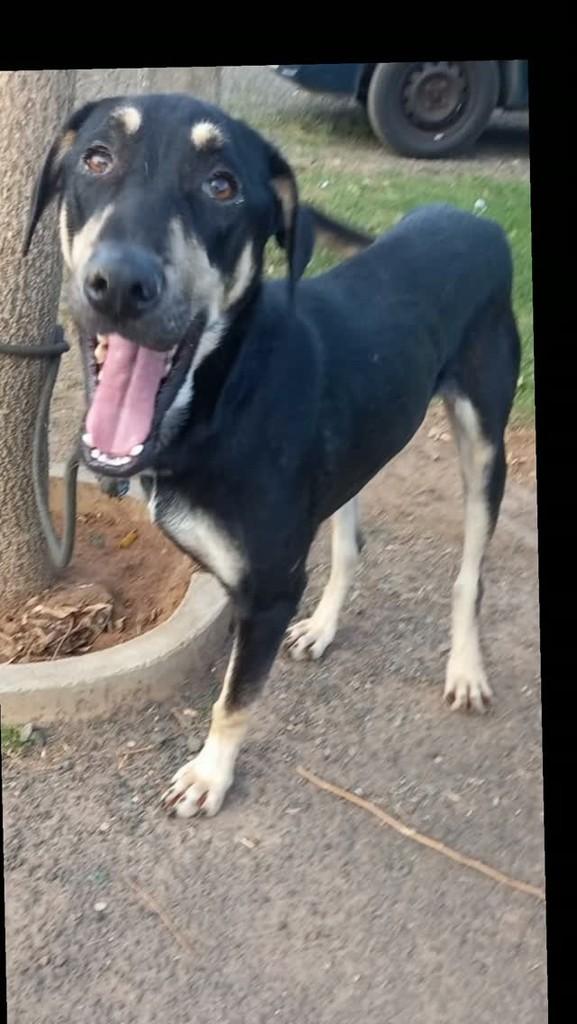 Ástor, cachorro de porte médio para adoção em Rio Claro - SP