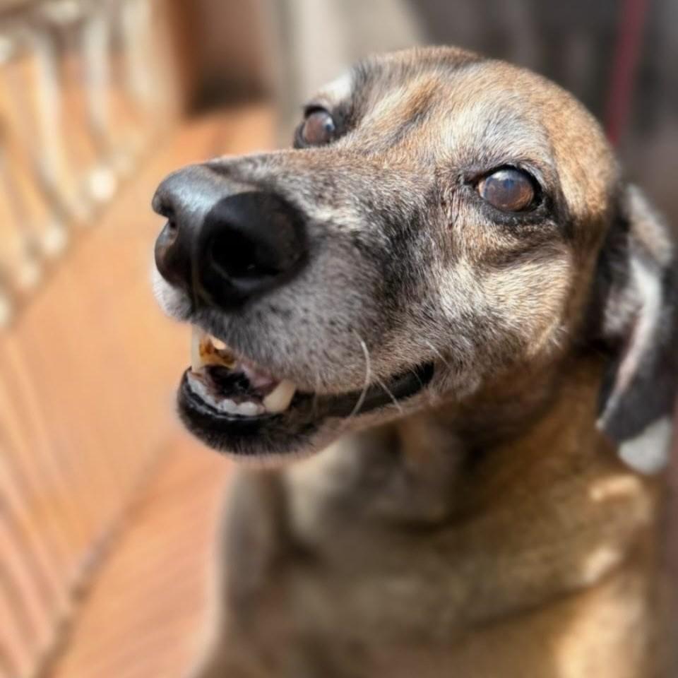 Marlon, cachorro para adoção em Santa Lúcia - SP