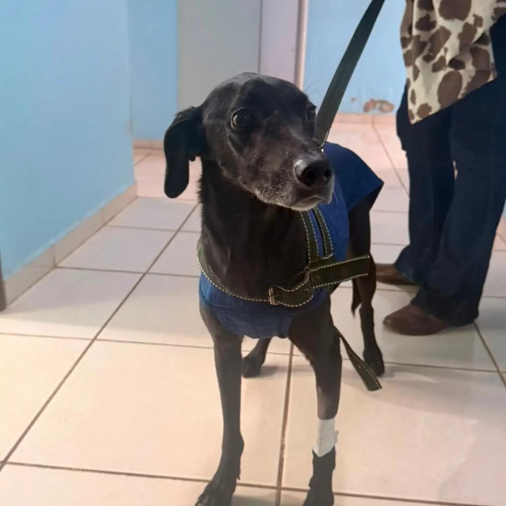 Átila, cachorro de porte médio para adoção em Santa Lúcia - SP