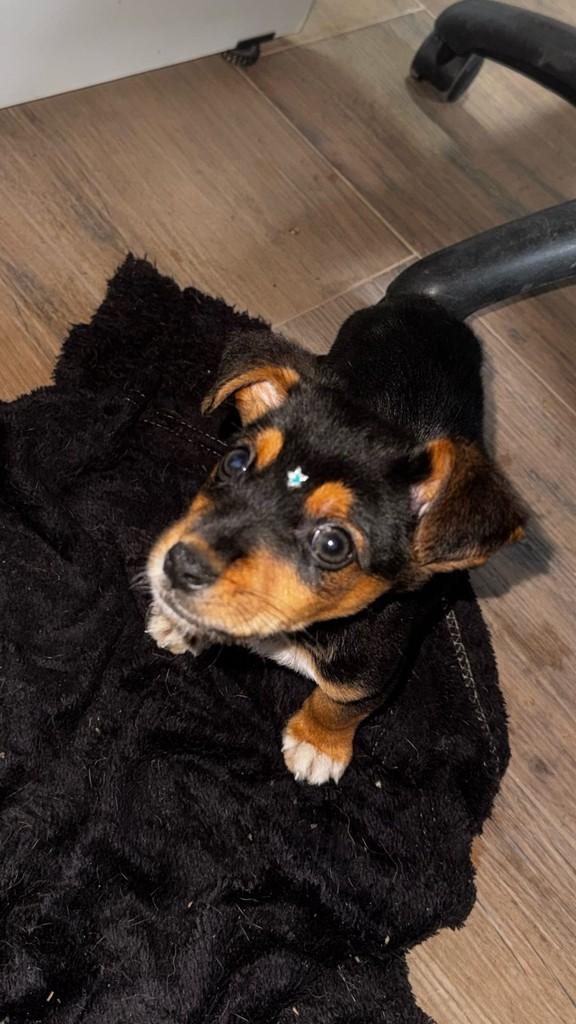 Fofinho, cachorro de porte pequeno para adoção em Reserva - PR