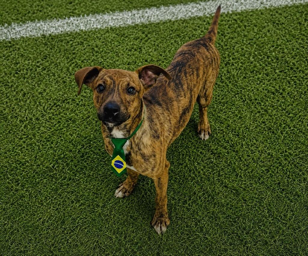 Timba, cachorro de porte pequeno para adoção em Sertãozinho - SP