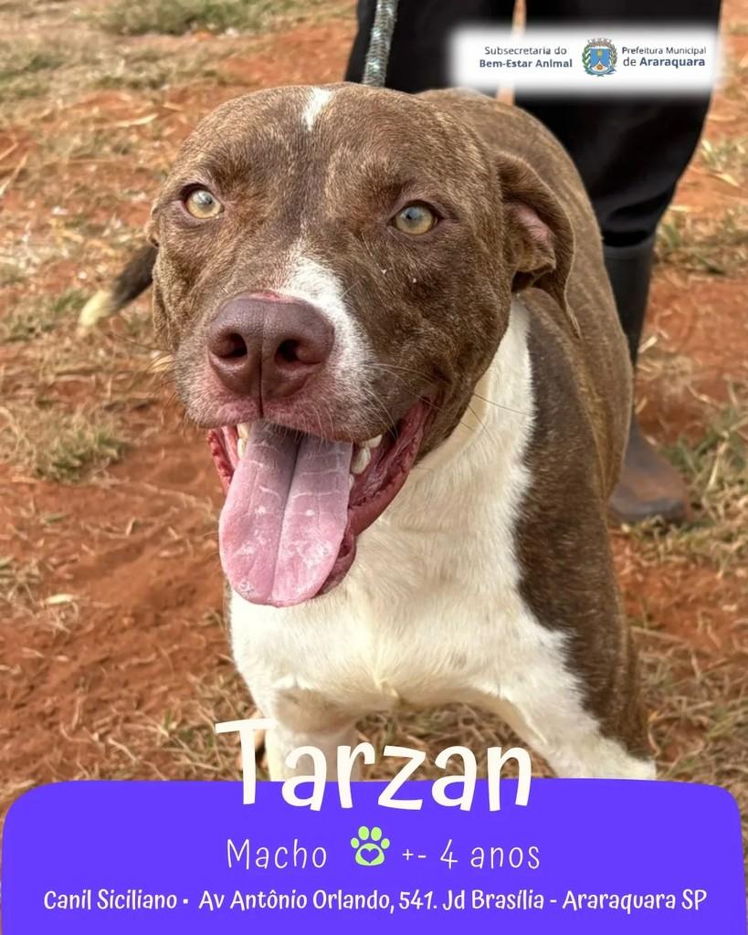 Tarzan, cachorro de porte médio para adoção em Araraquara - SP