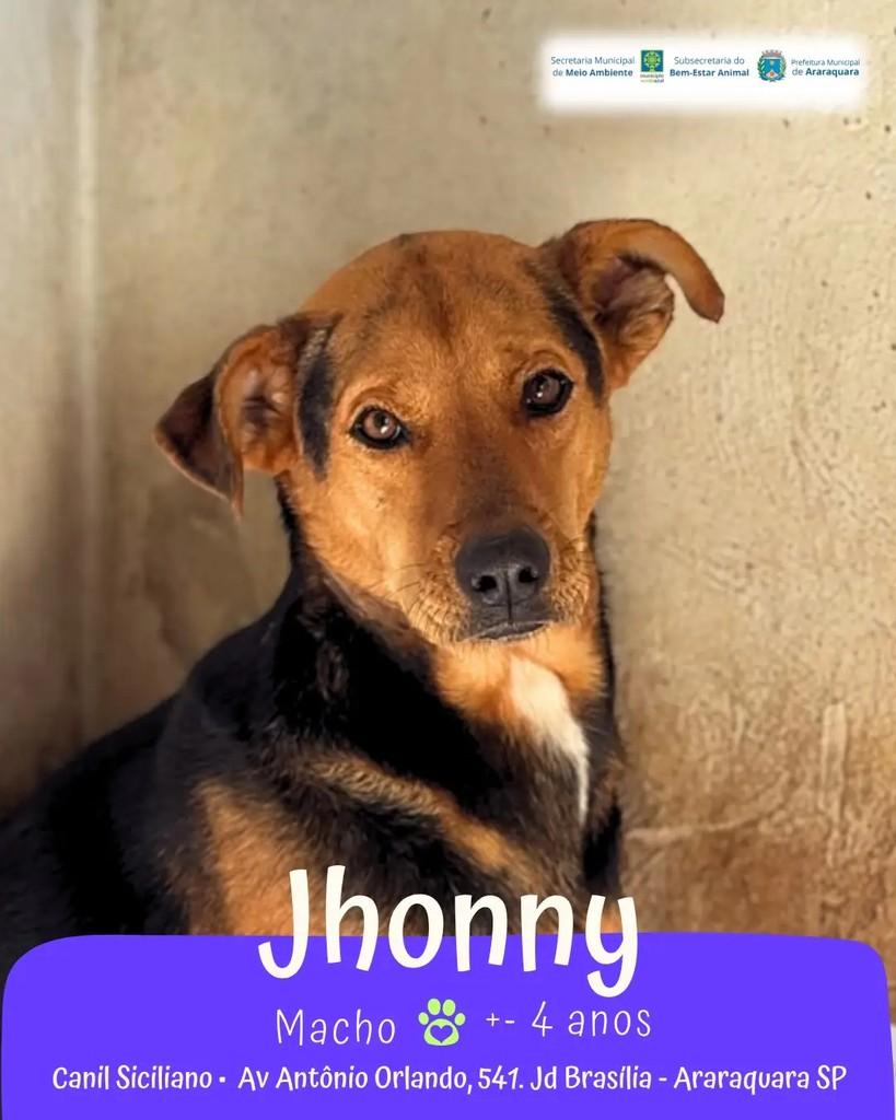 Jhonny, cachorro de porte médio para adoção em Araraquara - SP