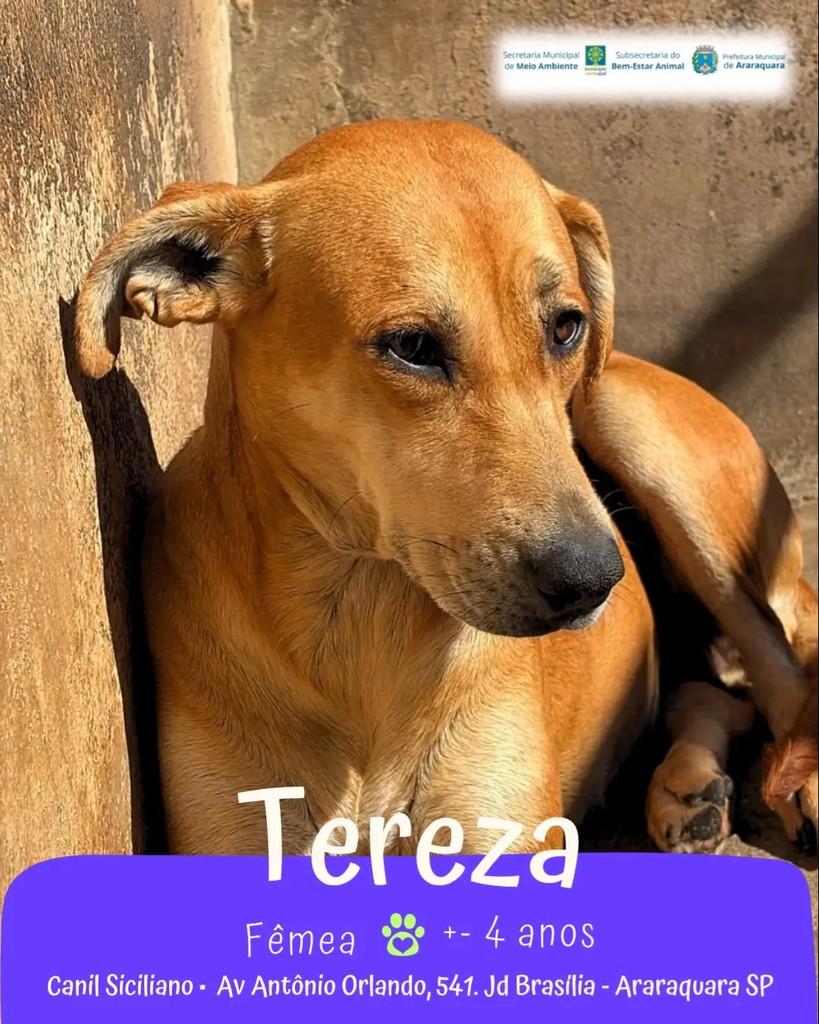 Tereza, cachorro de porte médio para adoção em Araraquara - SP