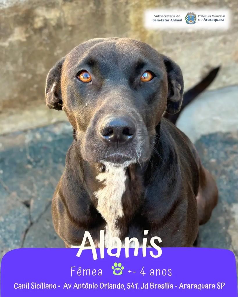 Alanis, cachorro de porte médio para adoção em Araraquara - SP