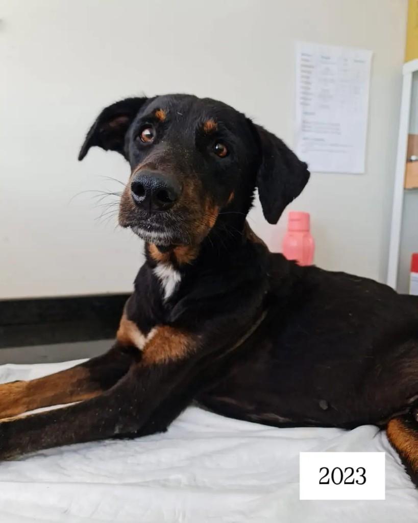 Bala, cachorro de porte médio para adoção em Araraquara - SP