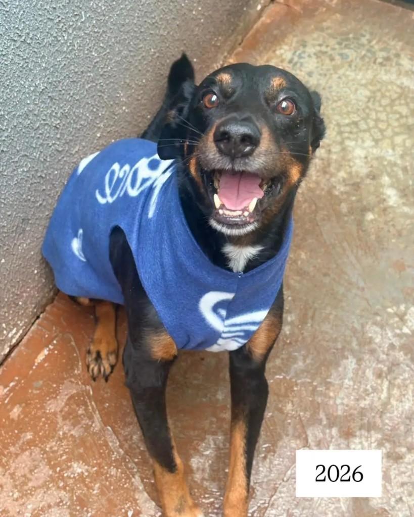 Bala, cachorro de porte médio para adoção em Araraquara - SP — foto 2 de 2