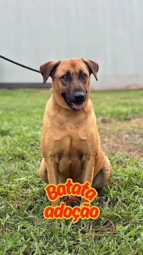 Batata, cachorro de porte médio para adoção em Araraquara - SP