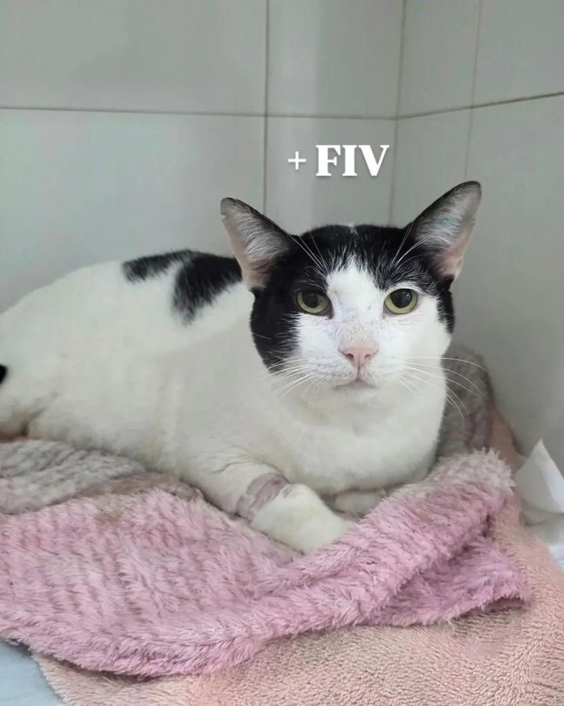 Bolofofo, gato de porte médio para adoção em Araraquara - SP
