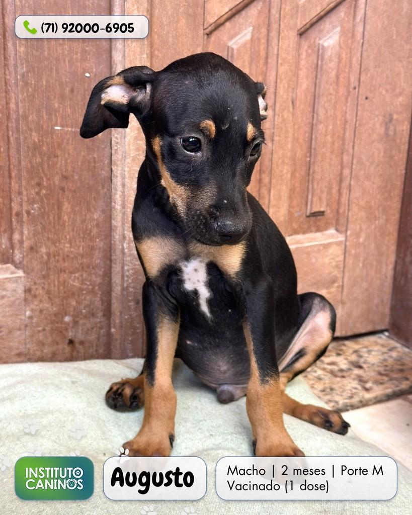 Augusti, cachorro de porte pequeno para adoção em Salvador - BA