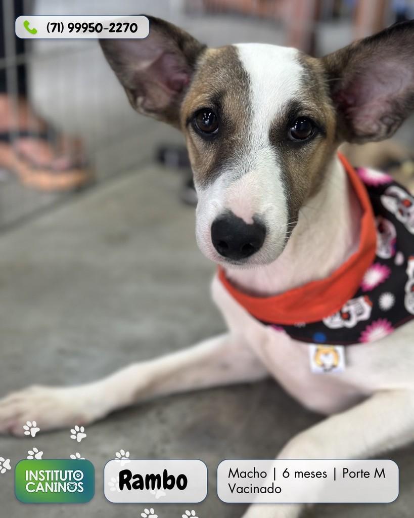 Rambo, cachorro de porte médio para adoção em Lauro de Freitas - BA