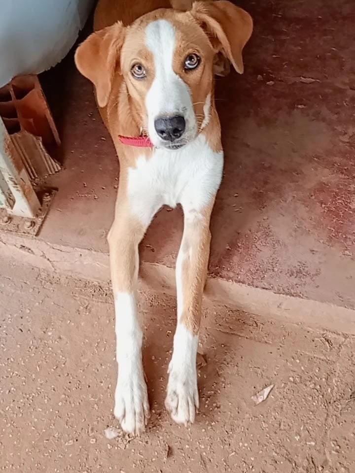 Zuri, cadela de porte médio para adoção em Rondonópolis - MT
