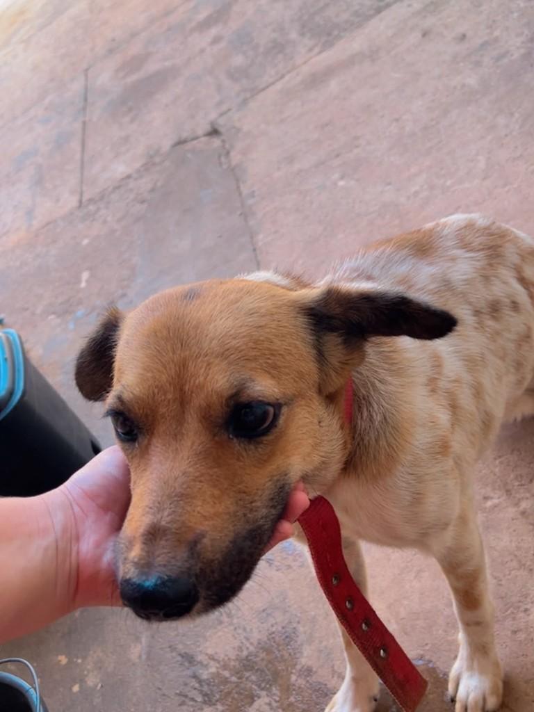 Maia, cadela de porte médio para adoção em Rondonópolis - MT