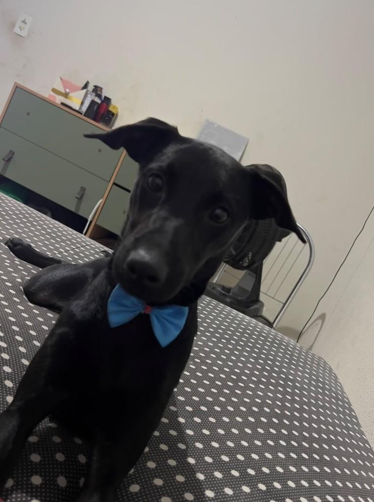 Apollo, cachorro de porte médio para adoção em Rondonópolis - MT