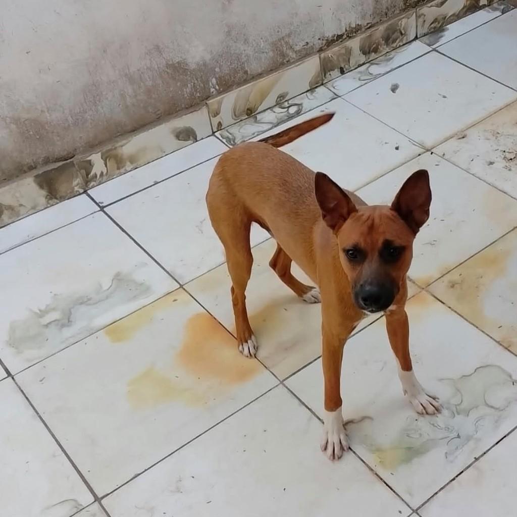 Zeus, cachorro de porte médio para adoção em Rondonópolis - MT