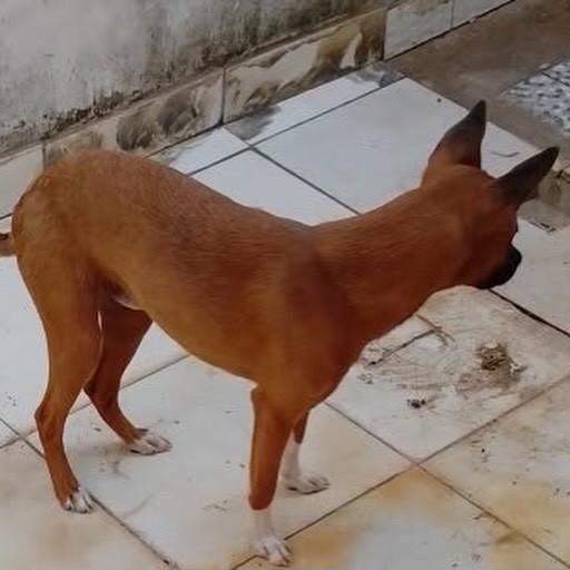 Zeus, cachorro de porte médio para adoção em Rondonópolis - MT — foto 2 de 2
