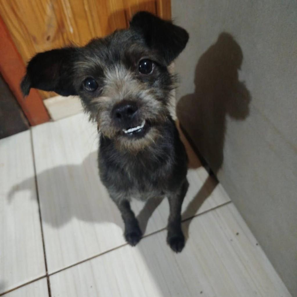 Cachorrinha, cadela de porte pequeno para adoção em Paraí - RS