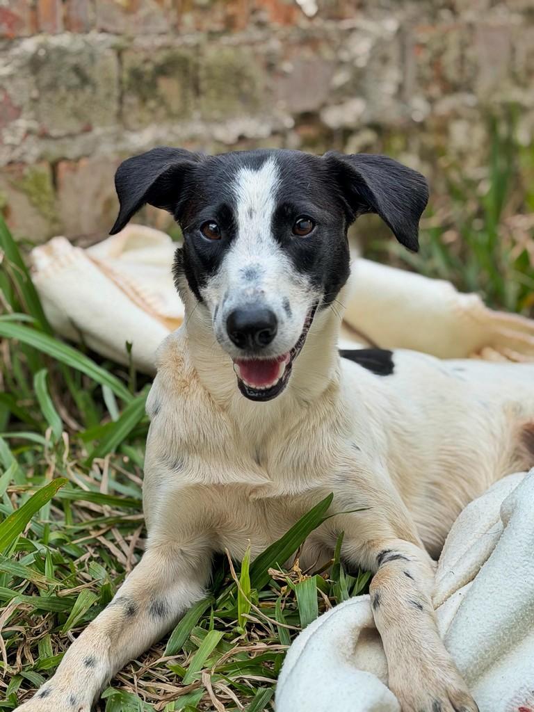 Branca, cadela de porte médio para adoção em Paraí - RS
