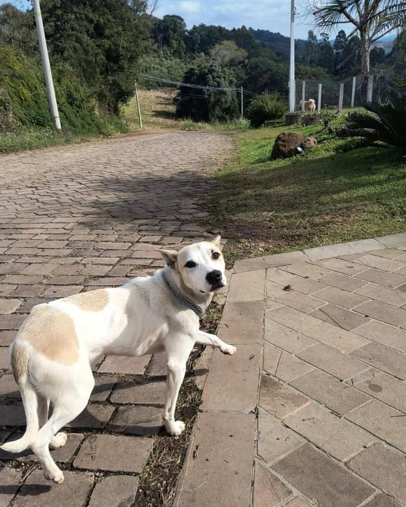 Coleira, cadela de porte médio para adoção em Paraí - RS