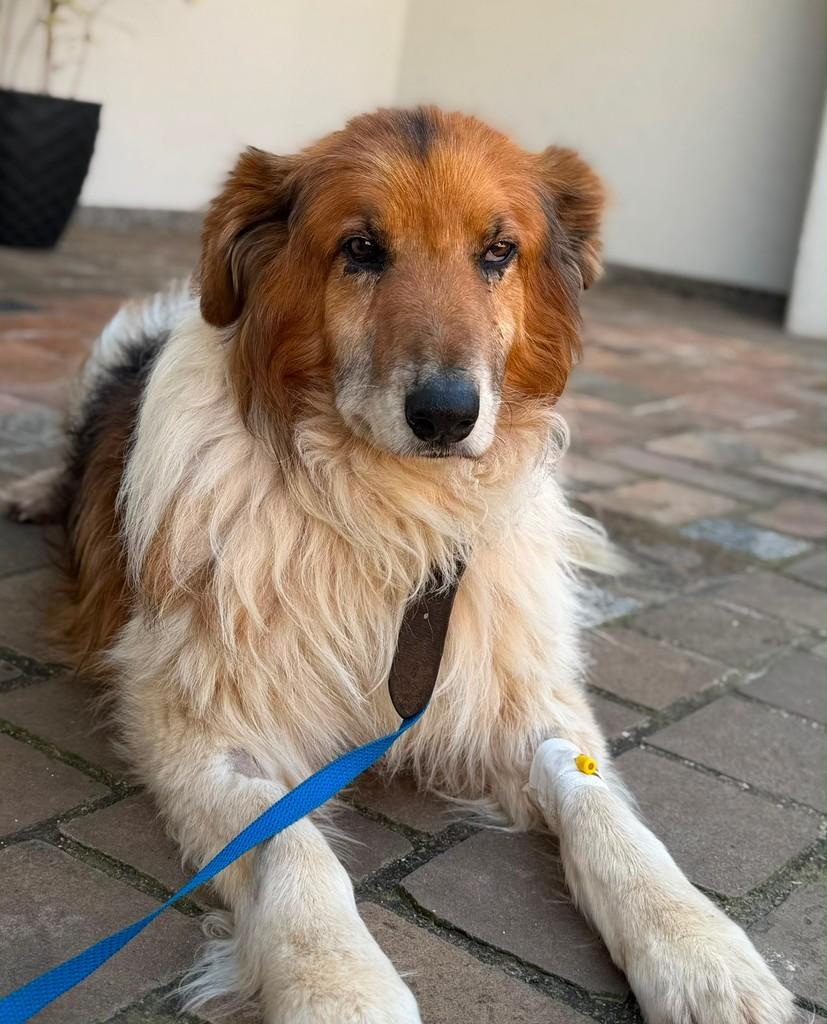 Parceiro, cachorro de porte médio para adoção em Paraí - RS